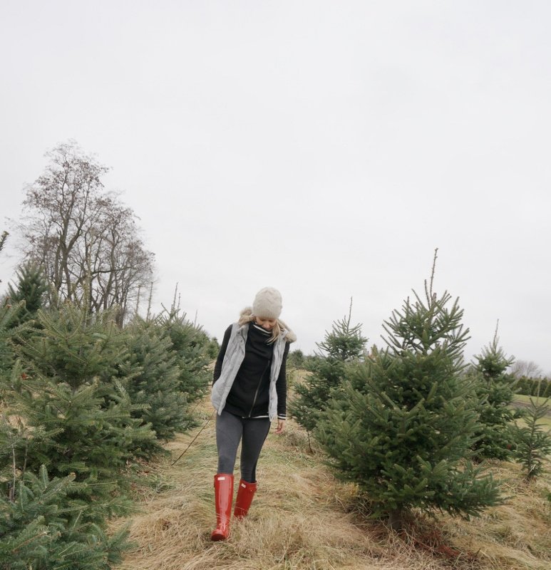 Christmas tree farm
