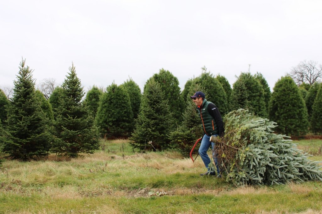 Christmas tree farm