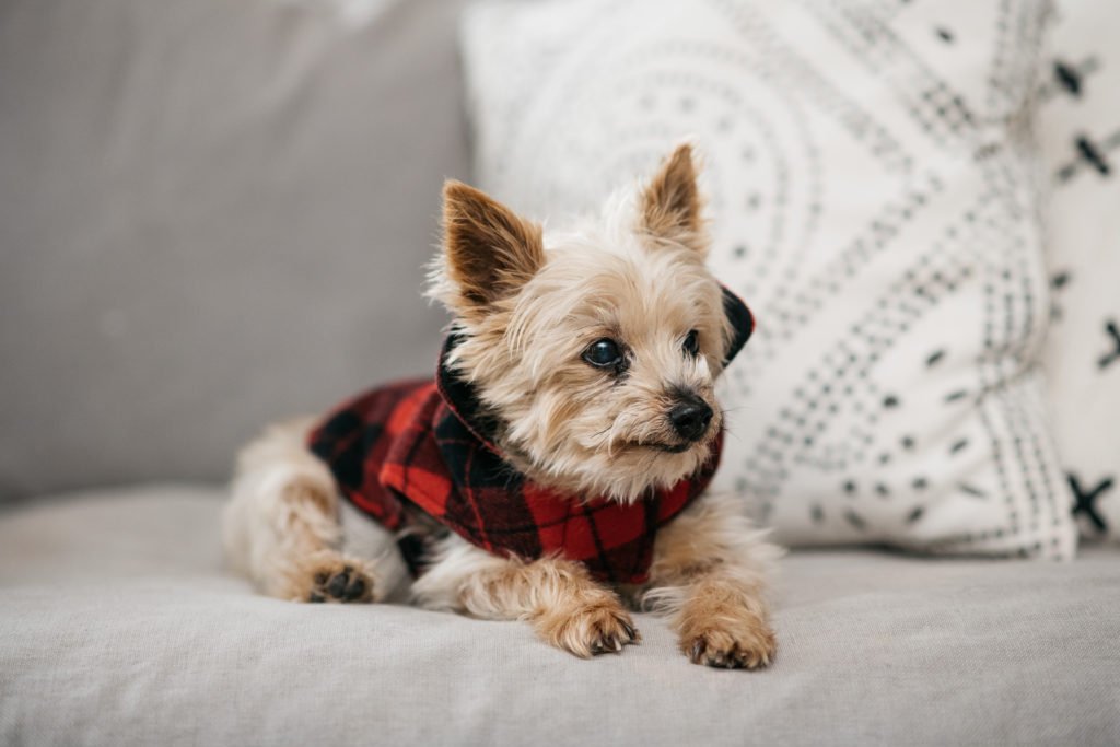 Festive dog outfit