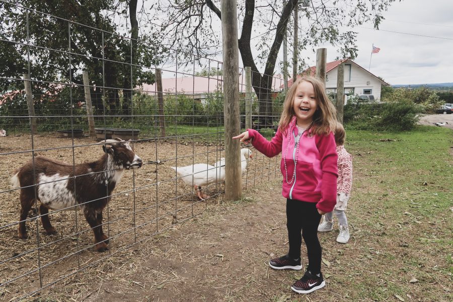 Fall weekend in Wisconsin, petting zoo
