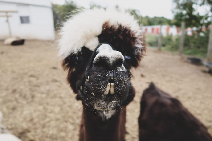 Fall weekend in Wisconsin, petting zoo