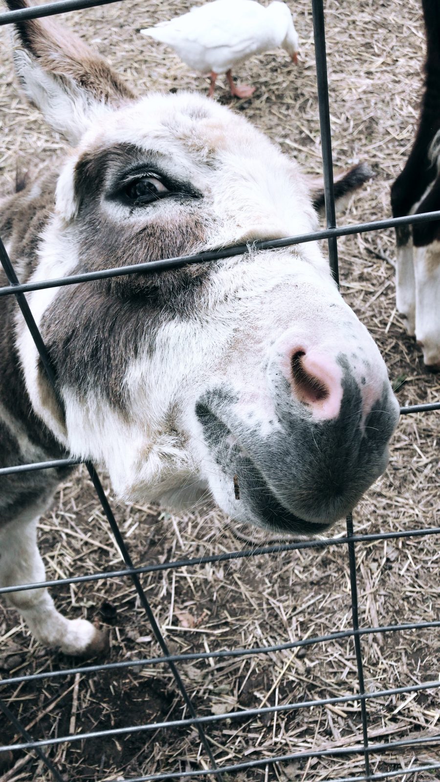 Fall weekend in Wisconsin, petting zoo