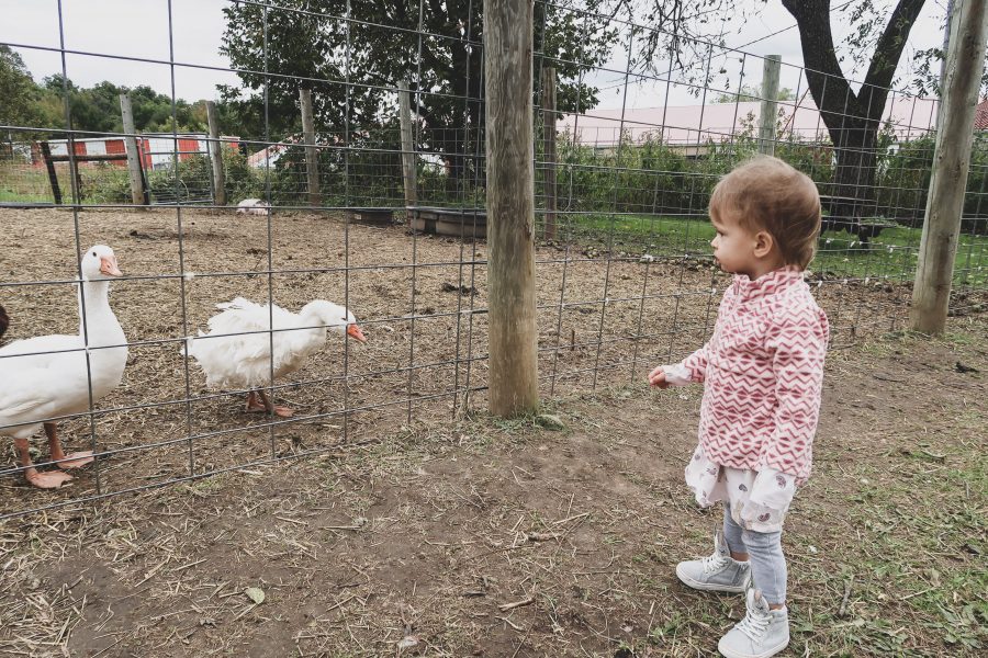Fall weekend in Wisconsin, petting zoo