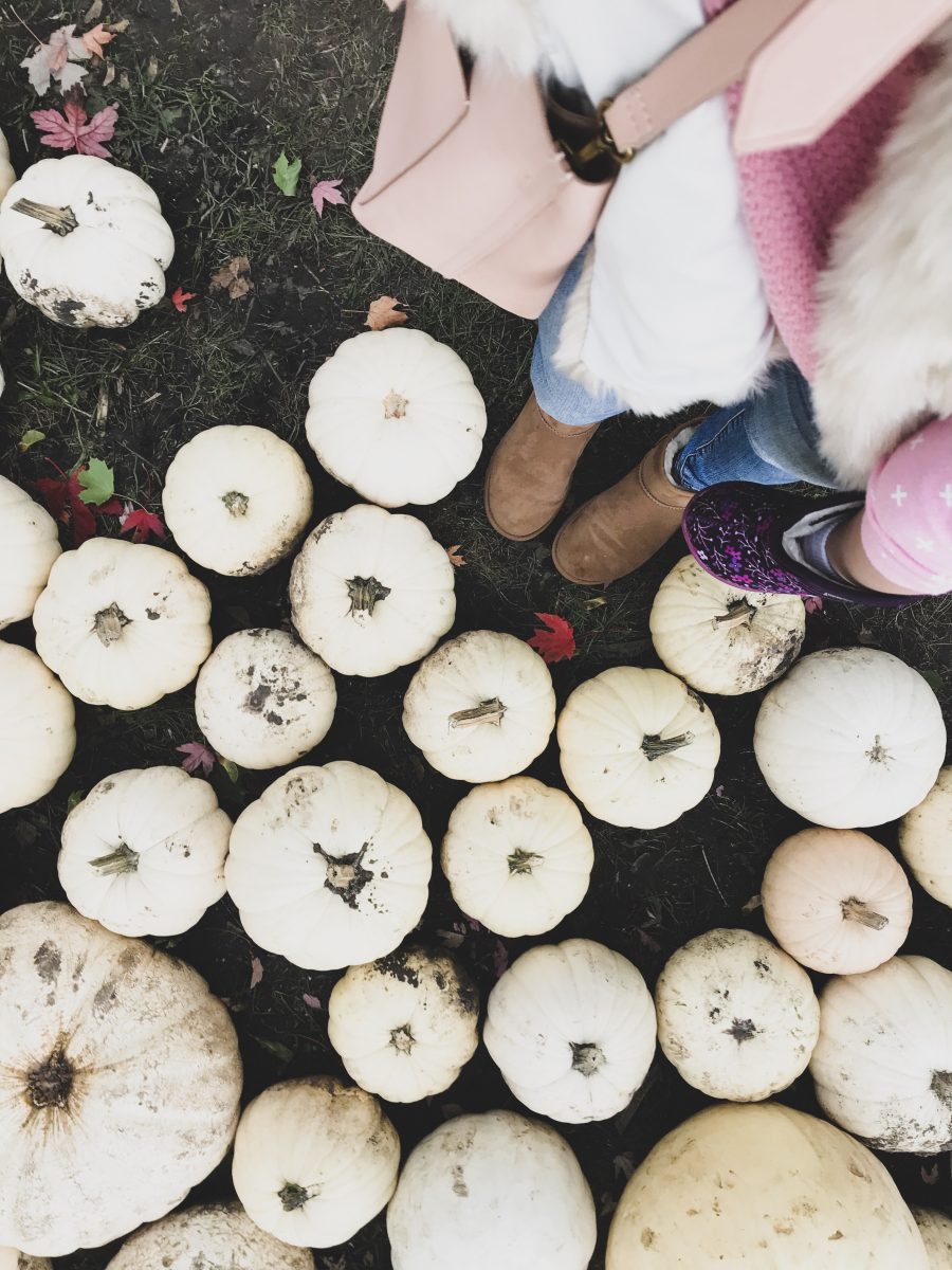 Pumpkin patch