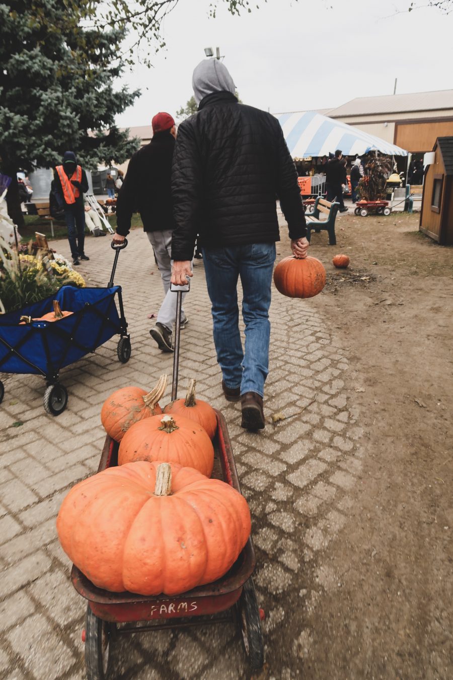 Pumpkin patch with kids
